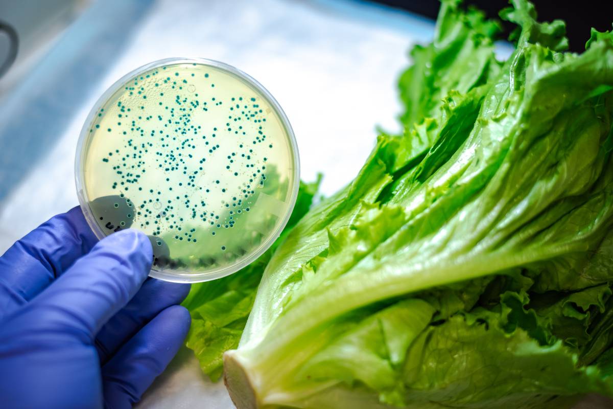 Placa de petri com microrganismos ao lado de alface fresca, representando a análise de contaminação cruzada em alimentos.