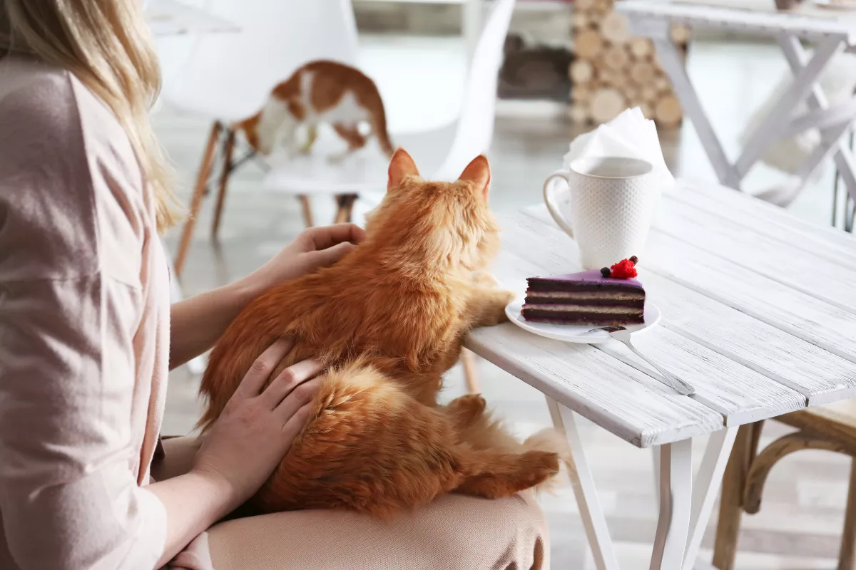Uma mulher sentada em uma cafeteria pet friendly acaricia um gato laranja que está apoiado na mesa. O ambiente tem móveis de madeira branca e um clima aconchegante, com outro gato ao fundo explorando o espaço. Na mesa, há uma fatia de bolo e uma xícara de chá ou café, reforçando a experiência relaxante para os clientes e seus pets.