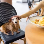 Tutora acariciando cachorro sentado em cadeira ao lado da mesa em restaurante pet-friendly — exemplo de restaurante de nicho para tutores de pets