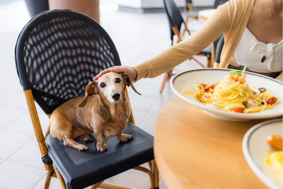 Tutora acariciando cachorro sentado em cadeira ao lado da mesa em restaurante pet-friendly — exemplo de restaurante de nicho para tutores de pets